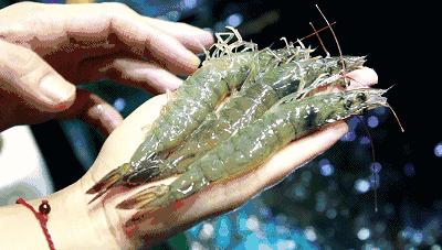 被鲈鱼背鳍扎了一下手指发肿,被鲈鱼扎了手指没流血能感染吗