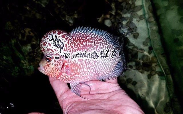 罗汉是不是不会死,罗汉真的很可怕吗