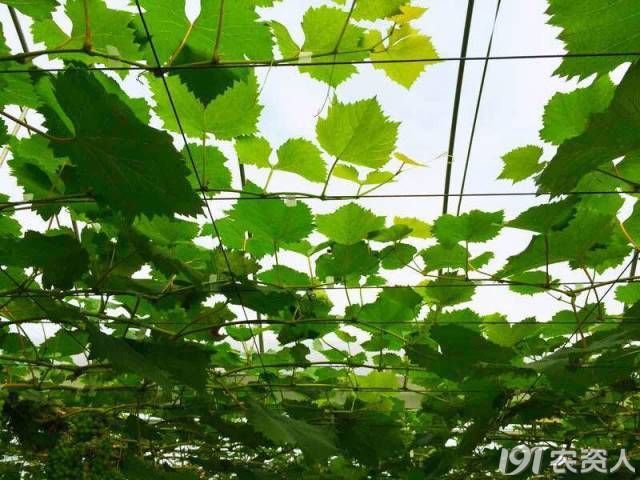 葡萄转色技术视频教程,葡萄转色期有什么禁忌