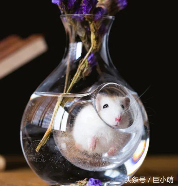 妹子给仓鼠网购玩具,收货以后却哭笑不得,大小不适合到底得怪谁