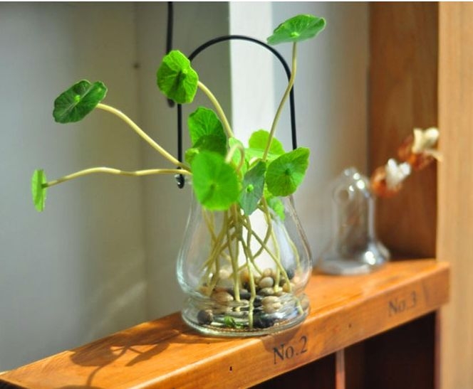 水培植物烂根怎么补救,水培植物烂根怎么补救视频