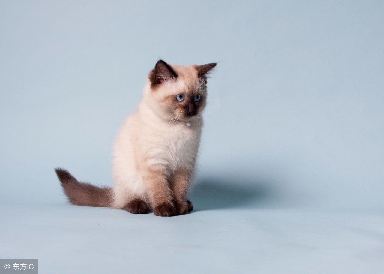 布偶猫的铲屎官们，你们饲养主子的方式对吗？