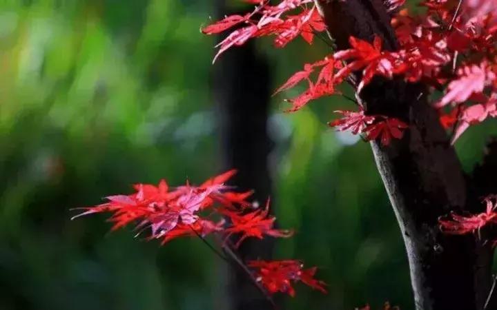 西安出发秦岭最美秋景自驾环线游,西安出发一小时深藏秦岭山水秘境