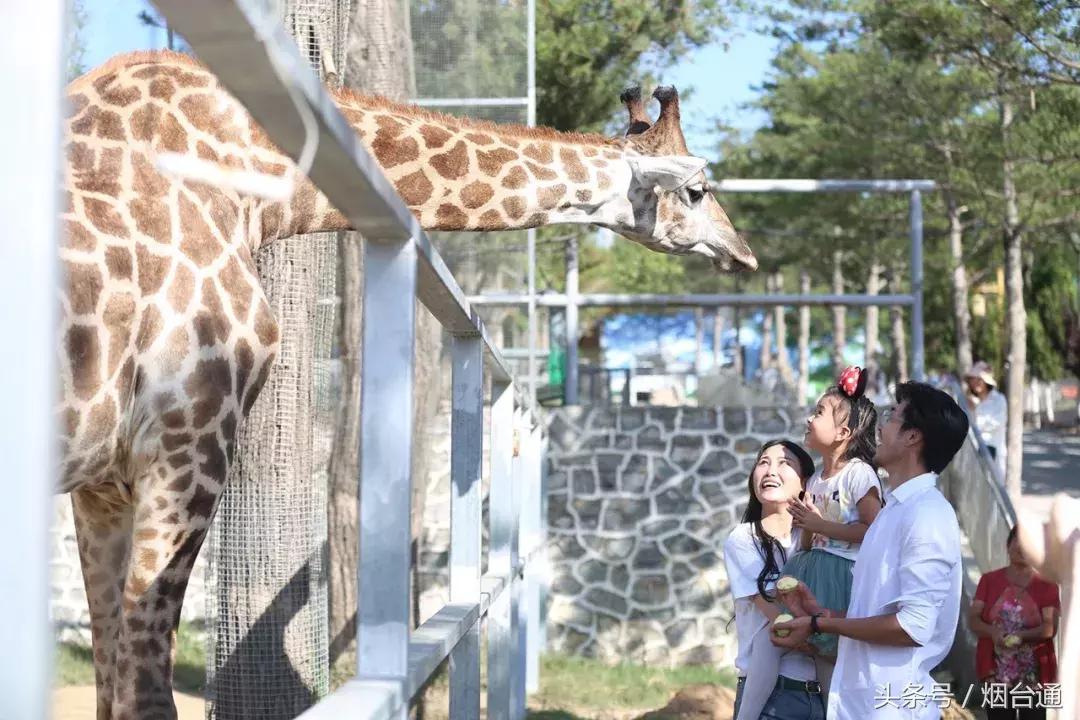 烟台十一景区免费游玩,十一假期旅游推荐烟台游乐场