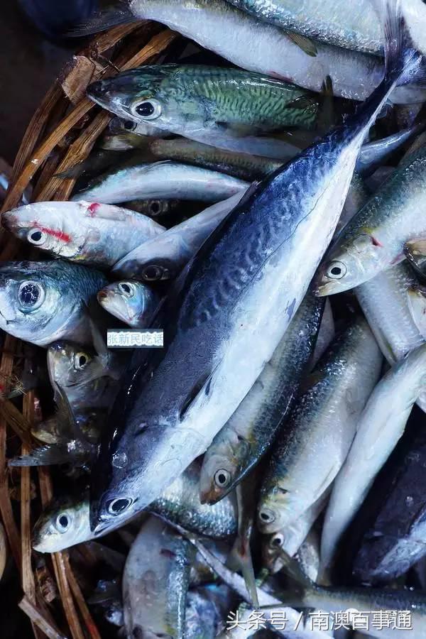 潮汕说的熟鱼和巴浪鱼有什么区别,巴浪鱼只有闽南粤东才有吗