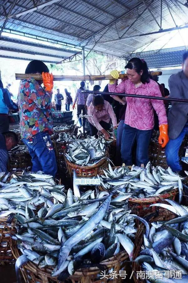 潮汕说的熟鱼和巴浪鱼有什么区别,巴浪鱼只有闽南粤东才有吗
