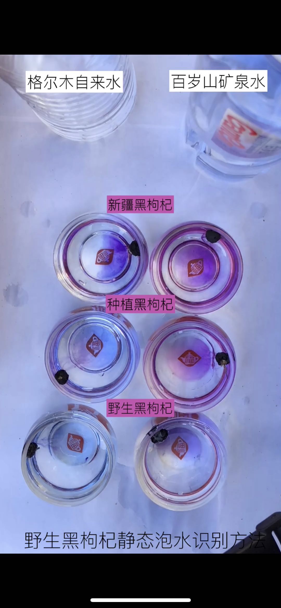 黑枸杞怎么识别有没有上色,怎样识别种植和野生黑枸杞