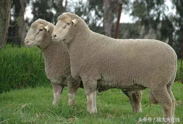 这么多羊看看你养的是哪一种?其他的你又认识几种?