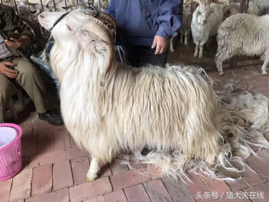 这么多羊看看你养的是哪一种?其他的你又认识几种?