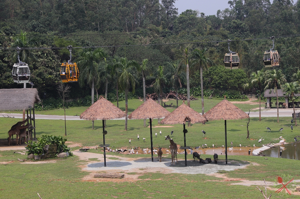 广州长隆4大乐园几天可以耍完,广州长隆野生动物世界国庆门票