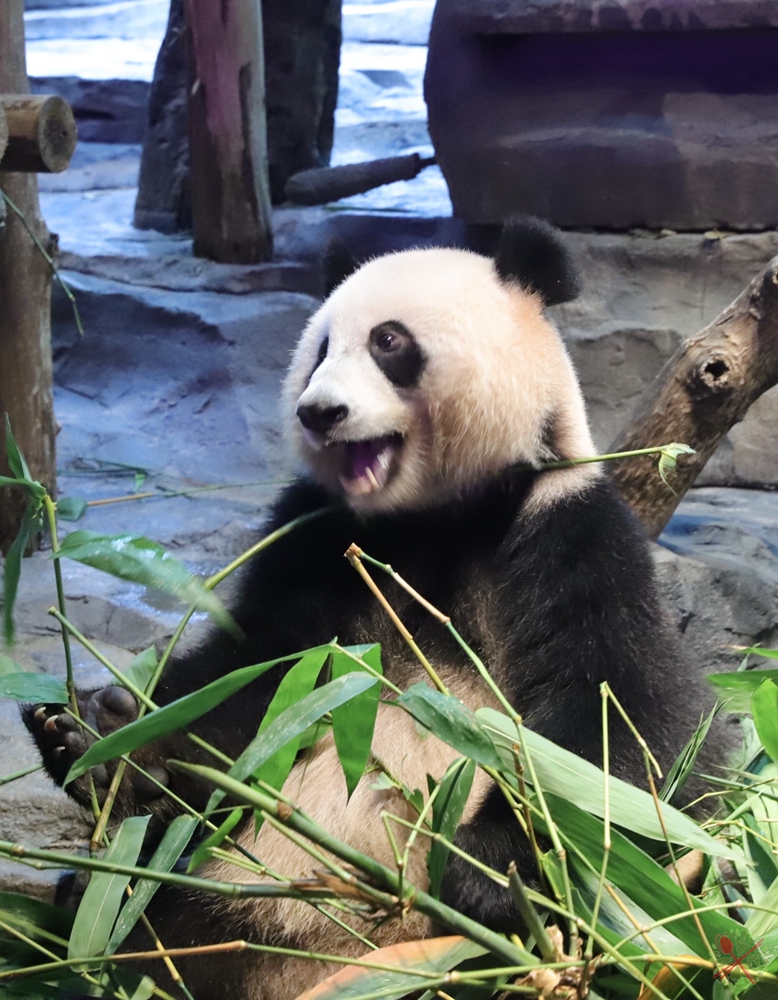 广州长隆4大乐园几天可以耍完,广州长隆野生动物世界国庆门票