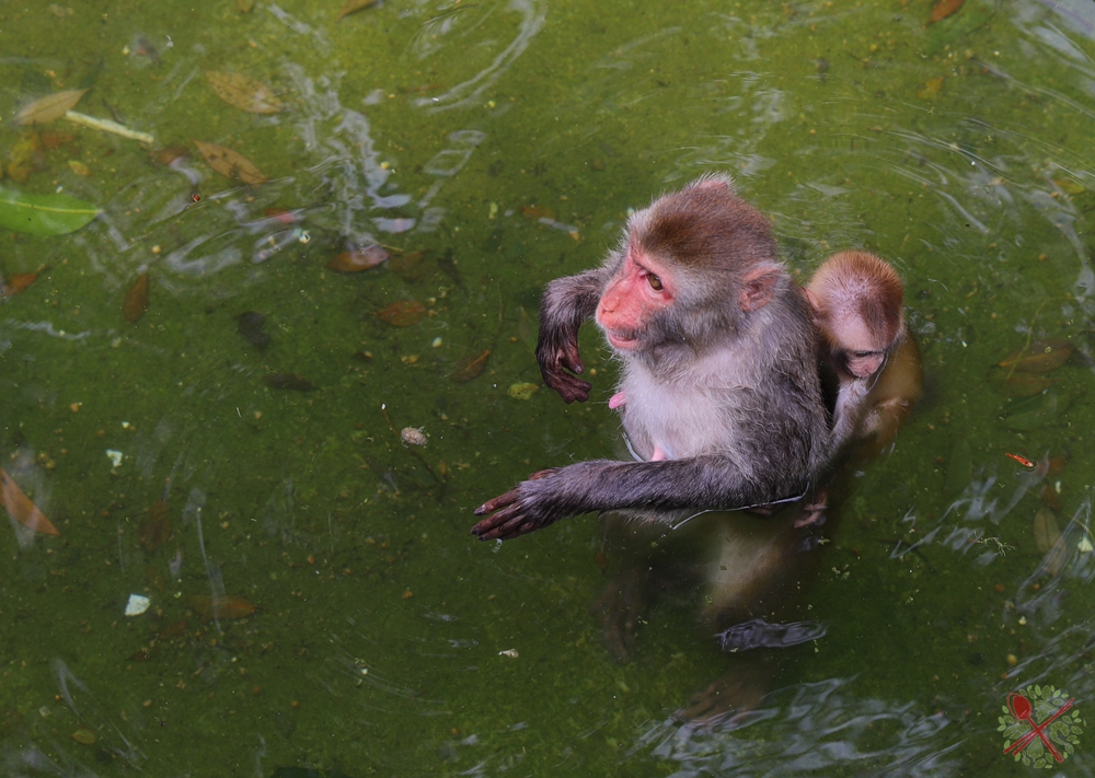 广州长隆4大乐园几天可以耍完,广州长隆野生动物世界国庆门票
