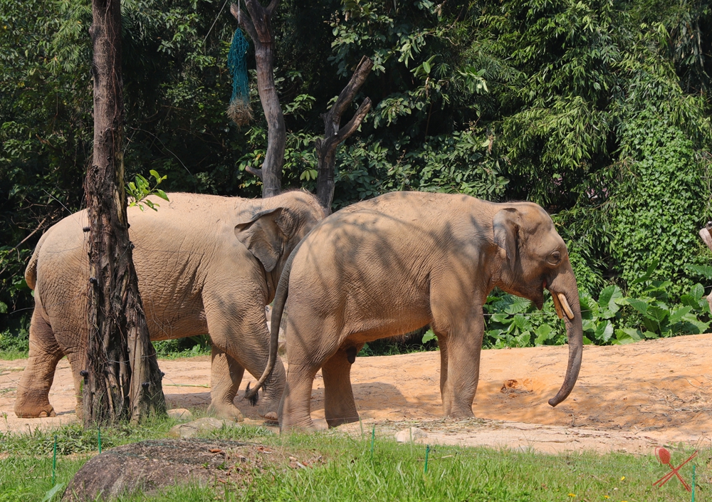 广州长隆4大乐园几天可以耍完,广州长隆野生动物世界国庆门票