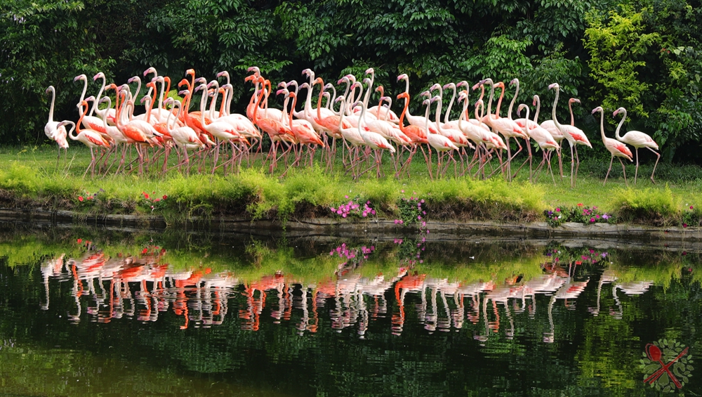 广州长隆四个乐园攻略,国庆长隆二日游