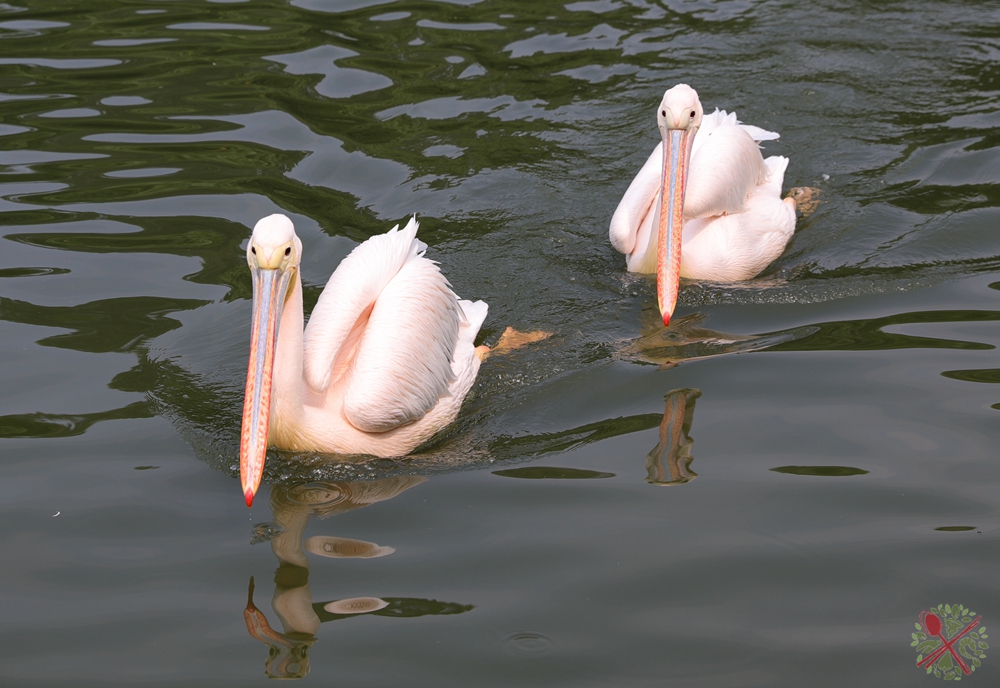 广州长隆四个乐园攻略,国庆长隆二日游