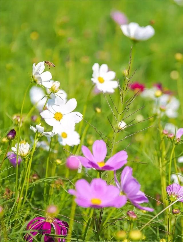 嘉兴有一片花海在哪里,嘉兴最漂亮花海