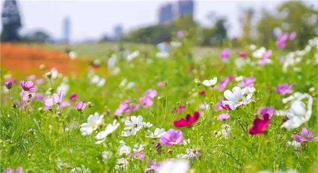 嘉兴有一片花海在哪里,嘉兴最漂亮花海