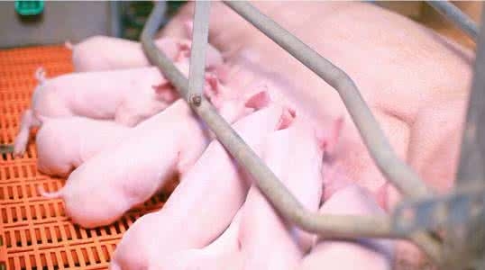 母猪奶水问题的5大解决措施