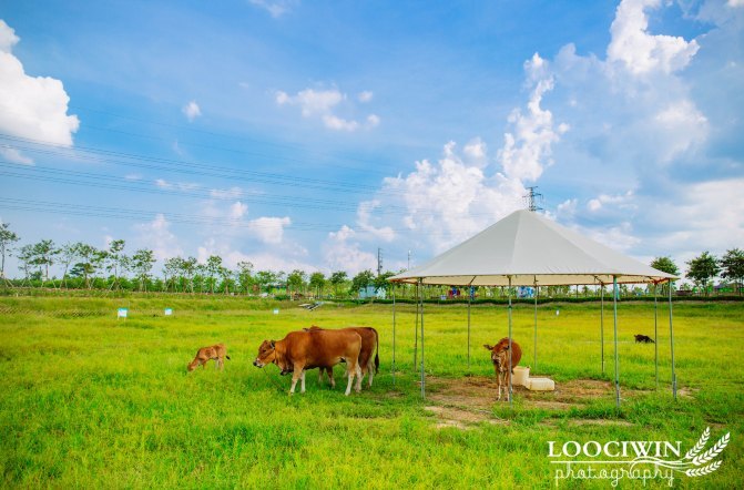 第一次采摘火龙果的体验,高明采摘火龙果