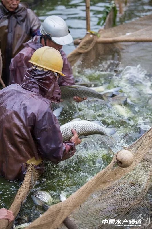 最好吃的生鱼片排名,十大顶级刺身生鱼片