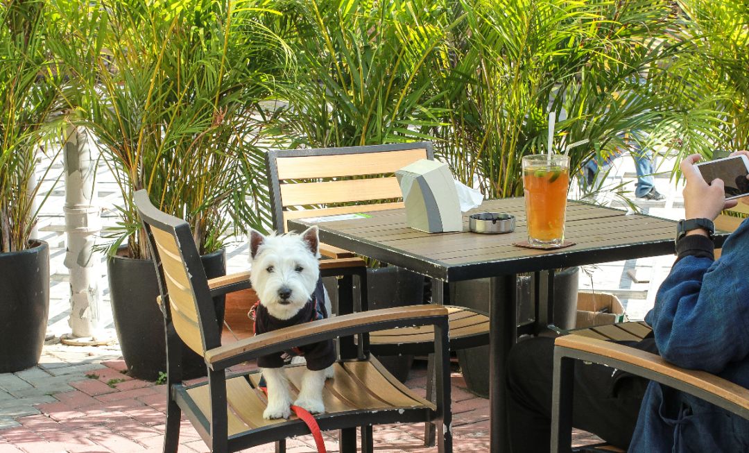 深圳网红小姐姐有多少,深圳小姐姐网红店