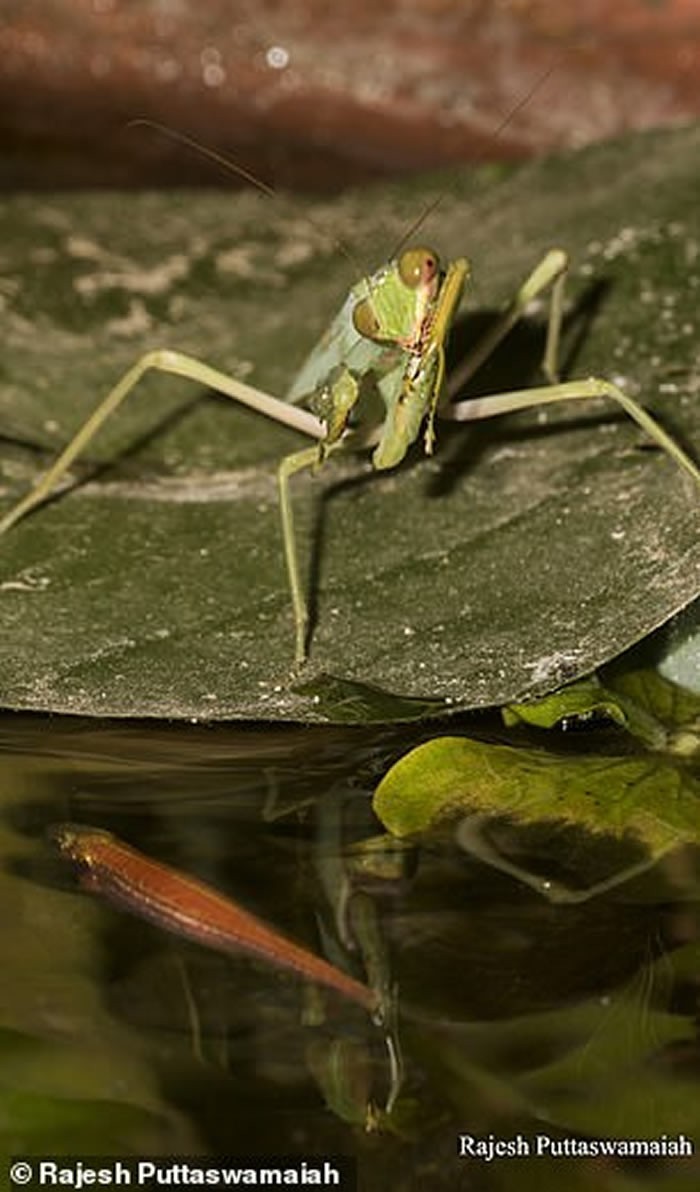 飞天螳螂和巨斧螳螂,螳螂最大可捕食什么动物