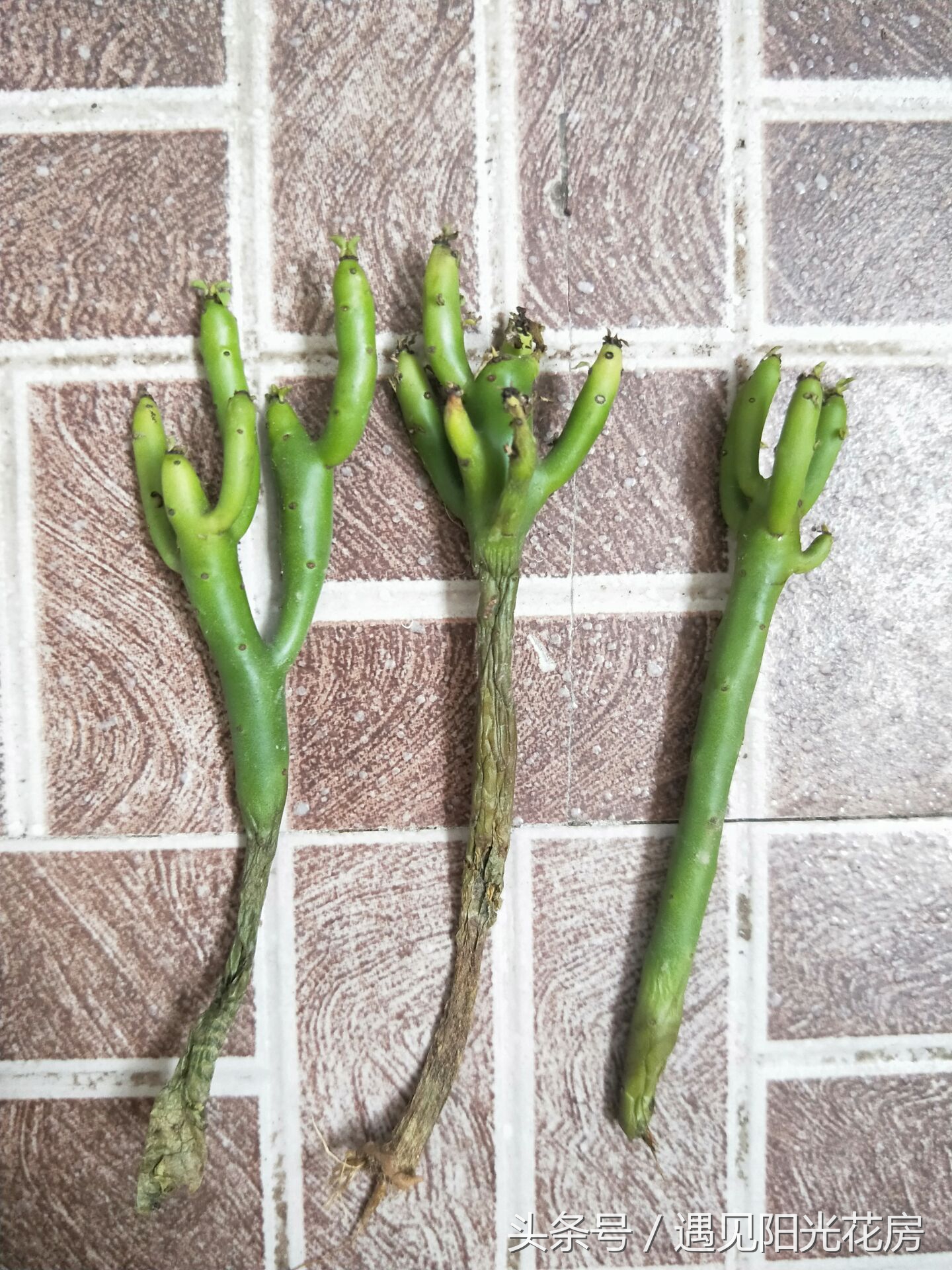 光棍树从根部枯萎发黑如何救,光棍树怎么栽才能活