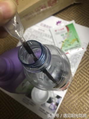 光棍树从根部枯萎发黑如何救,光棍树怎么栽才能活