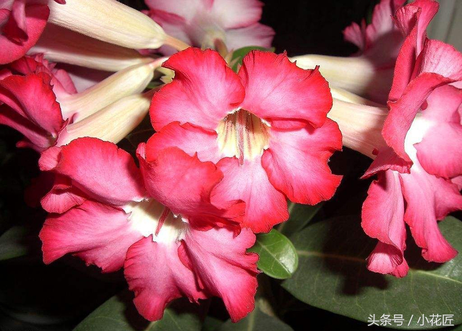 沙漠玫瑰有腐烂现象怎么办,沙漠玫瑰怎么养护不生虫