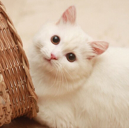 养猫必须做的几件事,养猫每天要做什么