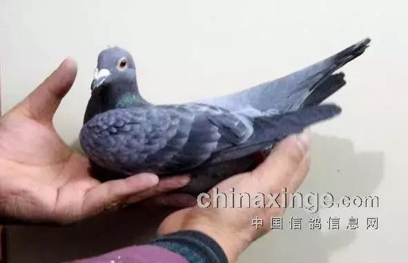 凸背鸽种鸽视频,凸背鸽价格表