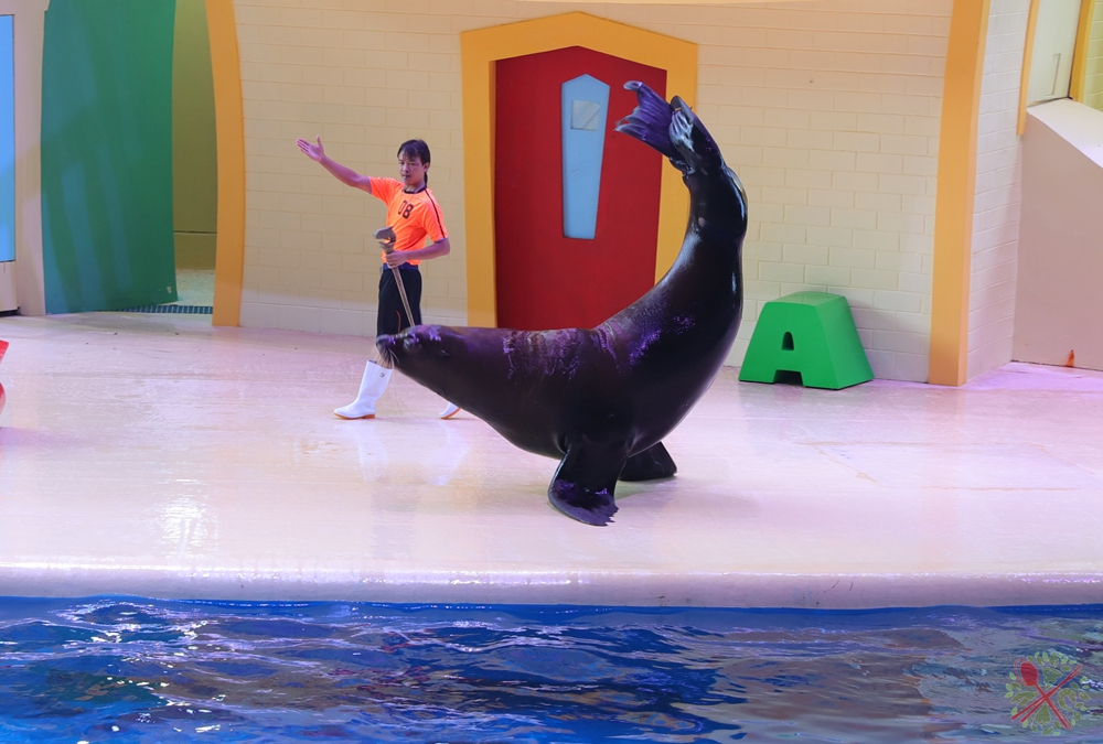 珠海长隆海洋王国企鹅三天两晚,珠海长隆海洋王国企鹅北极熊