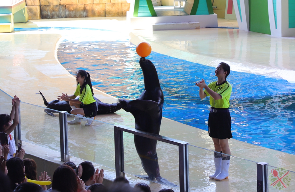 珠海长隆海洋王国企鹅馆北极熊馆,珠海长隆企鹅海洋王国攻略