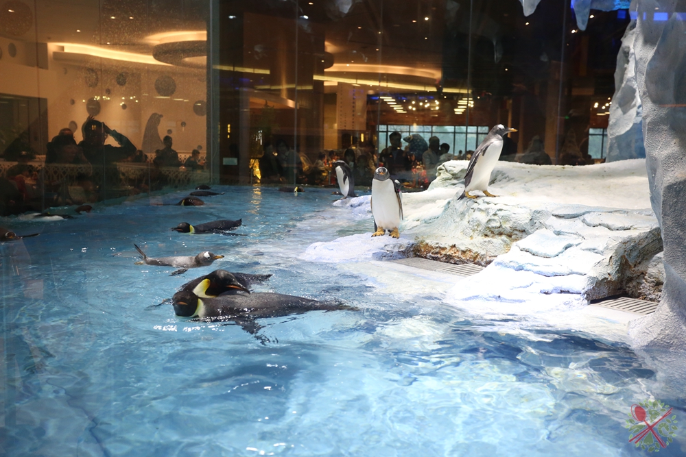 珠海长隆海洋王国企鹅三天两晚,珠海长隆海洋王国企鹅北极熊