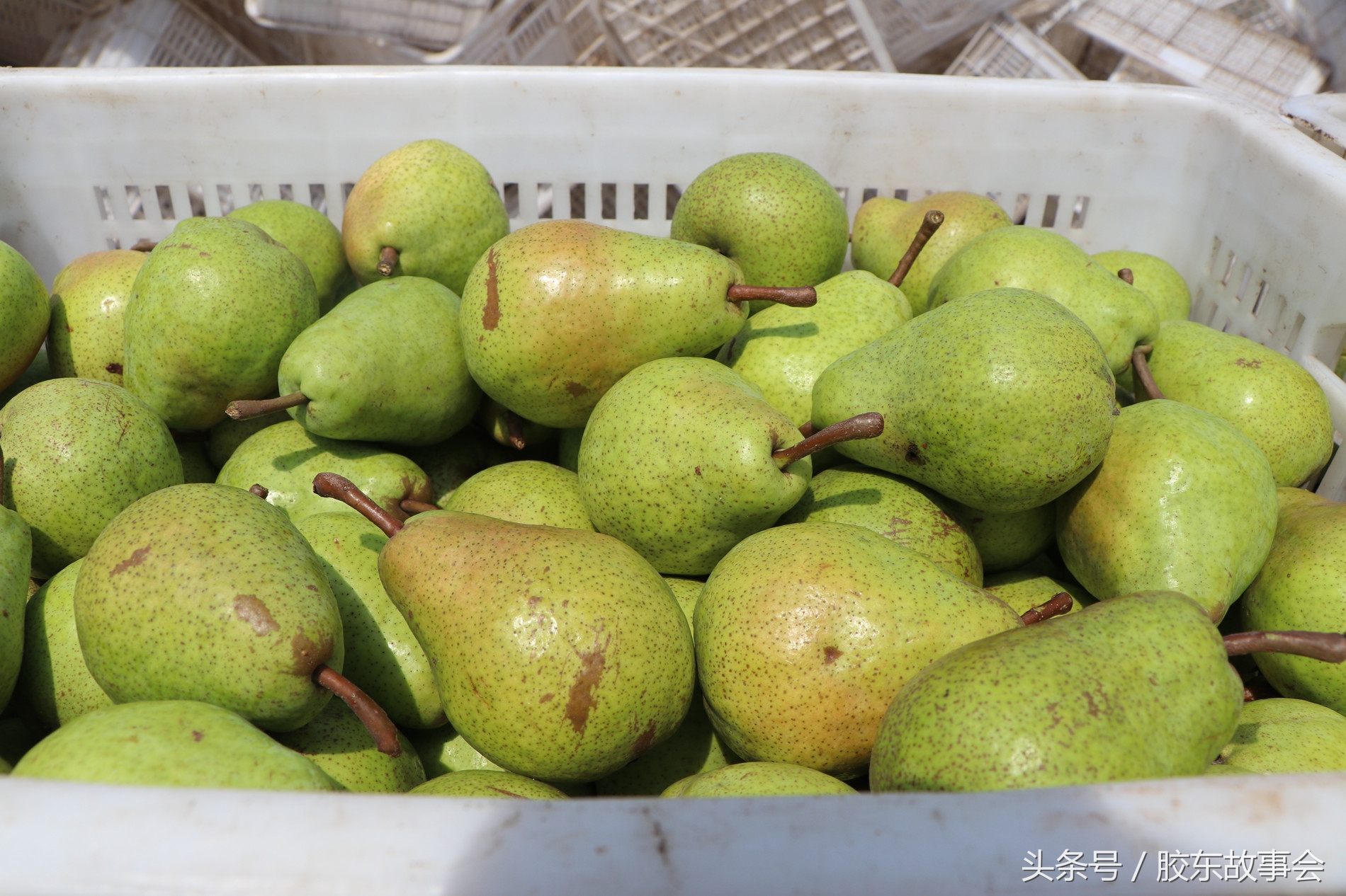 山东烟台海阳朱吴镇红富士苹果,山东海阳皇家牌红富士