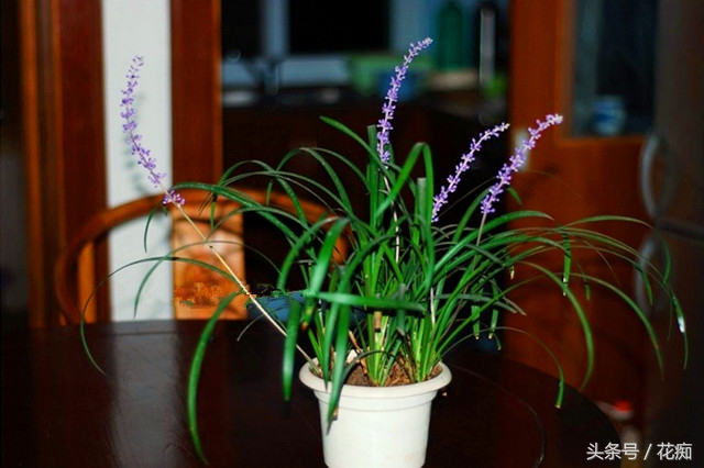 野生麦冬的植物图片,盆栽麦冬宽叶好还是细叶好