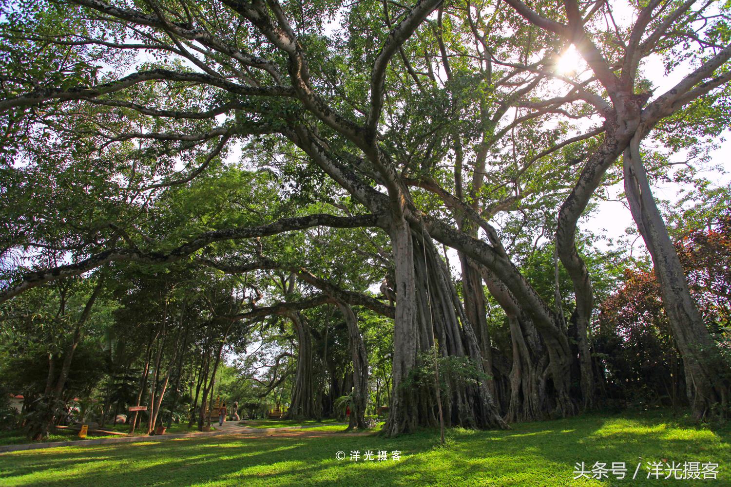 一棵树就覆盖一座国际标准足球场，这棵树是世界之最、华夏之王