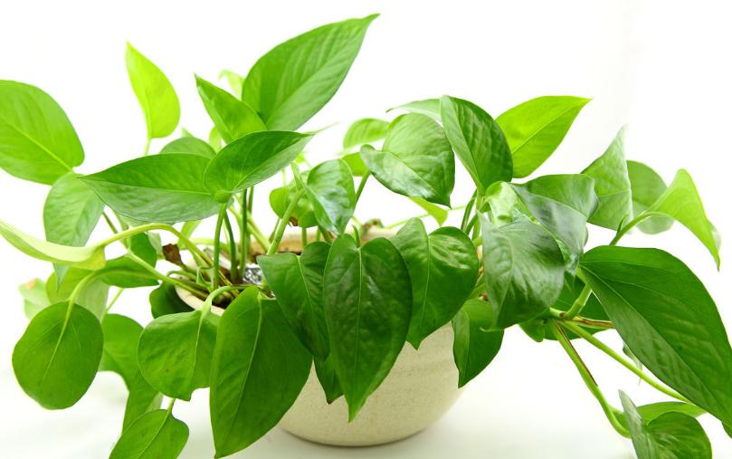 绿萝柱叶子修剪注意事项,绿萝叶子太多要不要修剪