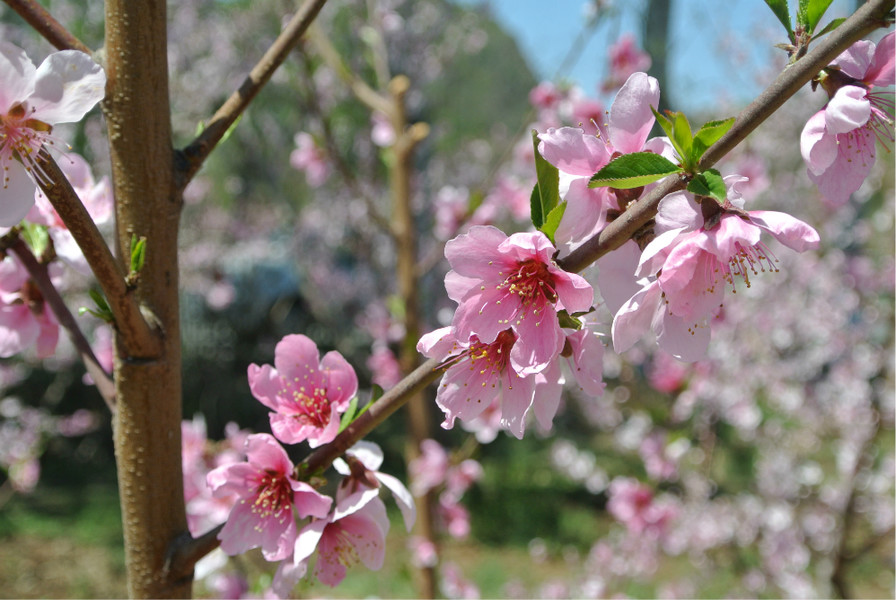 十月秋香，恭城人民带你品沙柚、尝月柿、喝油茶、逛文武庙周渭祠