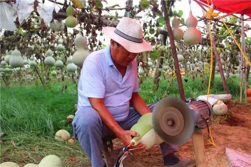 种葫芦一亩能卖多少钱,种植葫芦一个能卖多少钱
