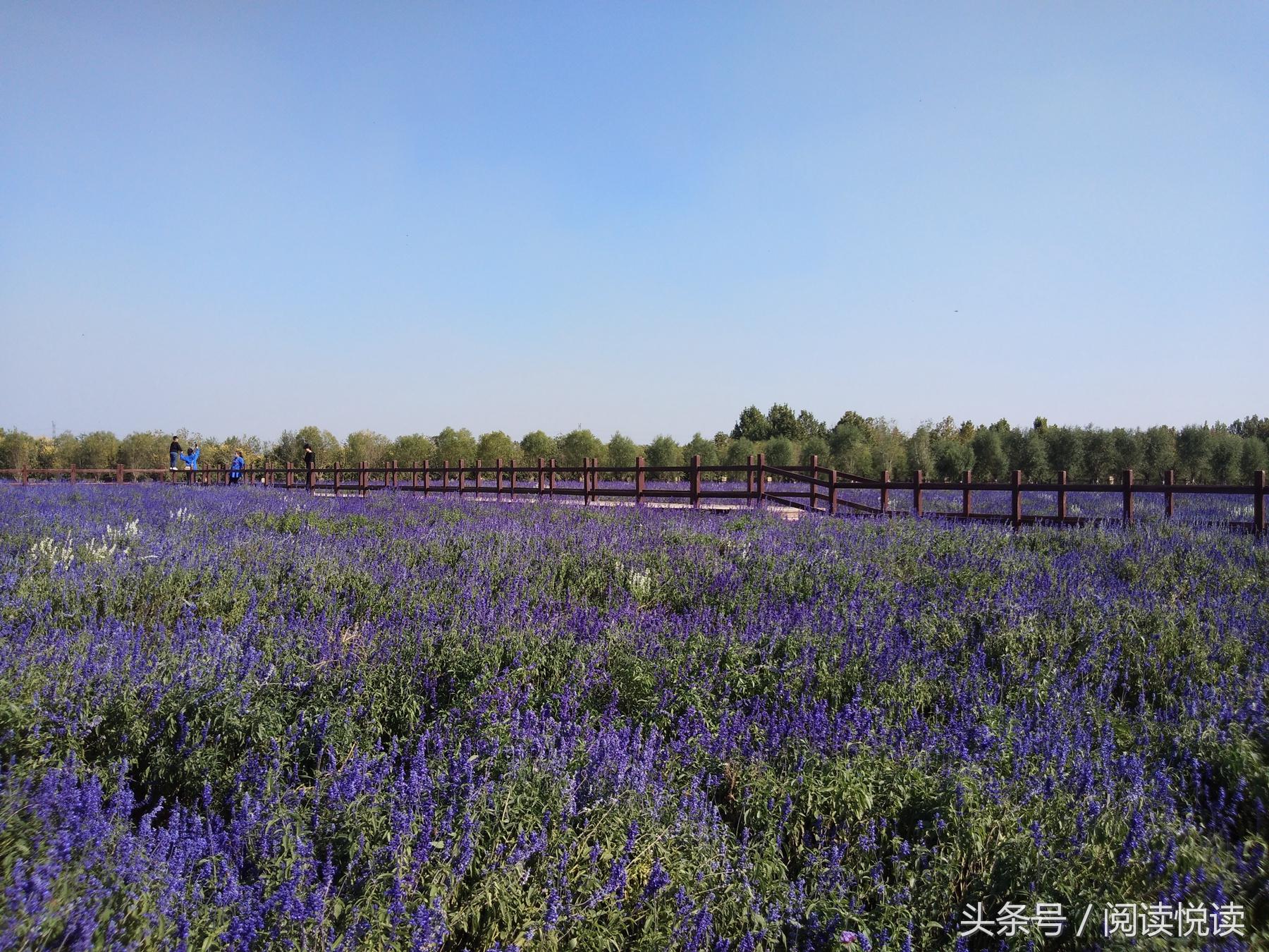 夏天的安国药博园,五一安国药都药博园