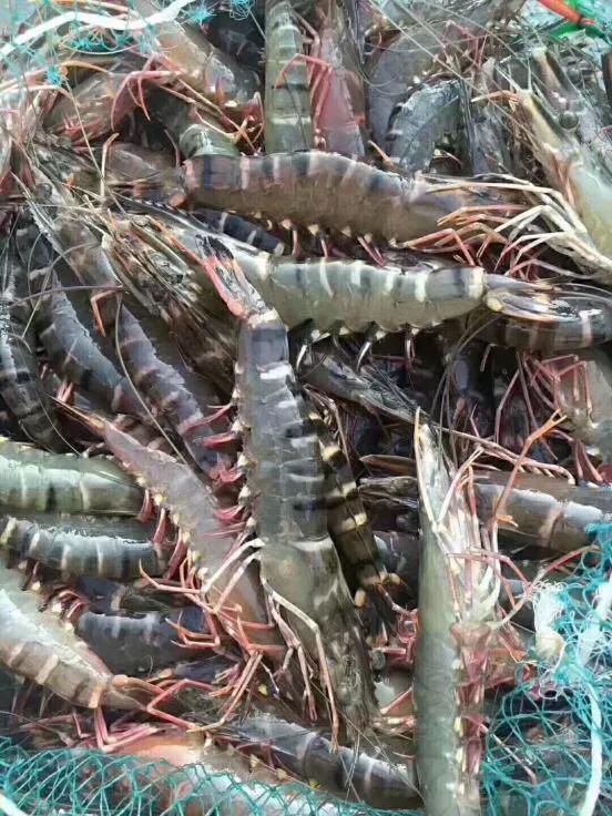 九节虾斑节虾,黑虎虾斑节虾九节虾哪个好吃