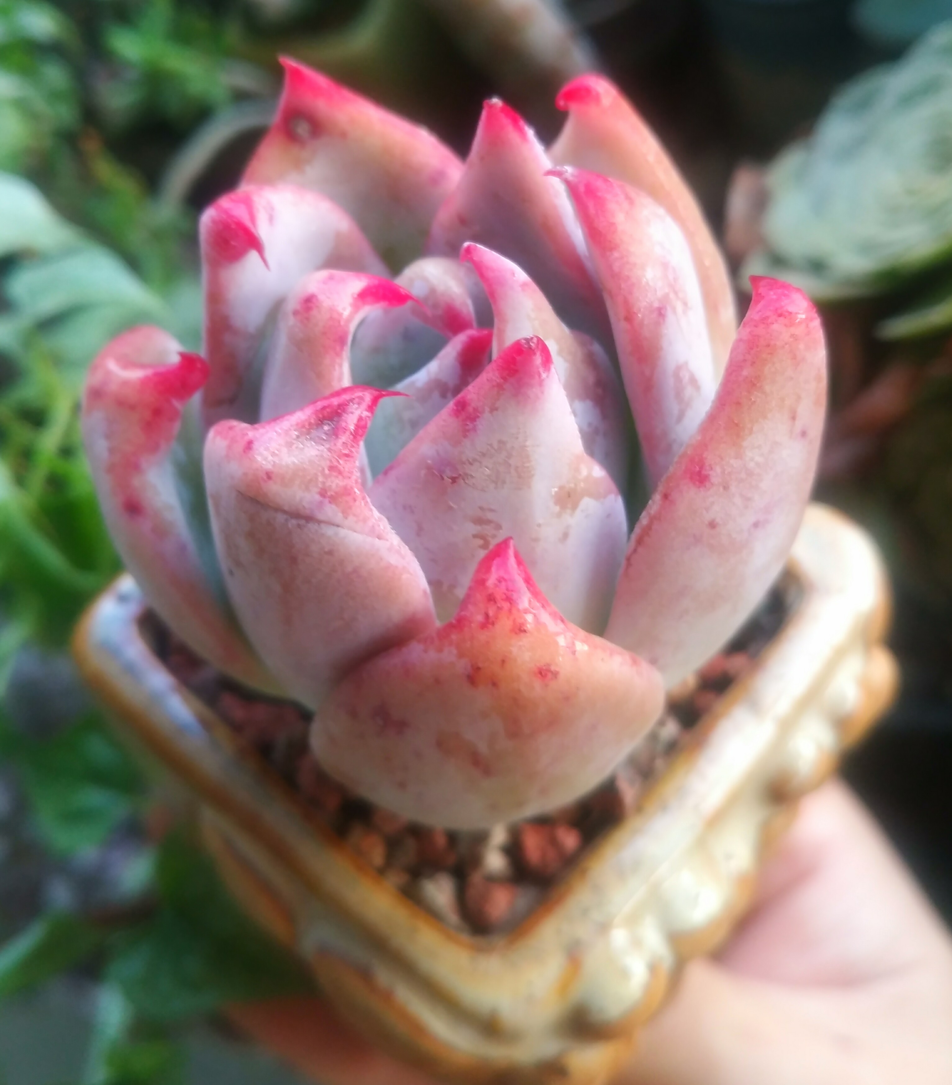 慢生活轻小说免费阅读,慢生活轻小说全集