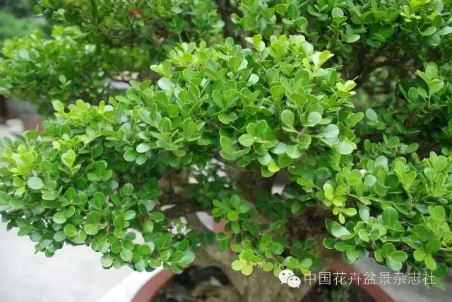 雀舌黄杨盆景的生长规律,黄杨树盆景的生长习性