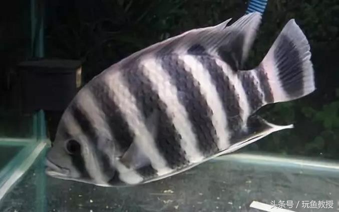 三种鱼能混养的原因有哪些,为什么不能与四种鱼混养