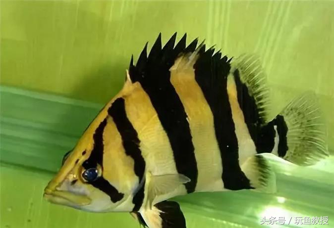 四种不能混养的鱼,两种不能混养的鱼怎么解决