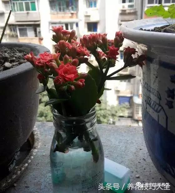 蟹爪兰长得好好的就断了怎么回事,蟹爪兰花蔫了怎么补救