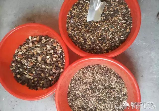 蟹爪兰长得好好的就断了怎么回事,蟹爪兰花蔫了怎么补救