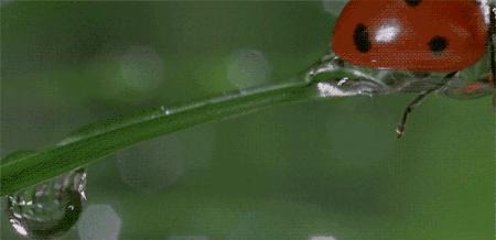 花大姐出战,花大姐用什么长效杀虫剂