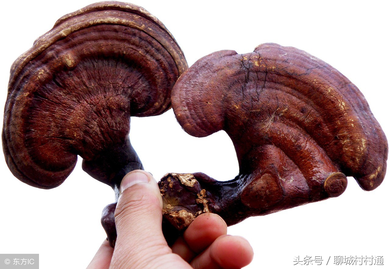 武训故里——山东聊城冠县！十大特色盘点！